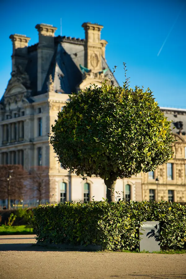 Buis taillé en forme de boule parfaite au premier plan, devant la façade classique du Louvre avec ses toits mansardés et ses cheminées ornementées, sous un ciel bleu éclatant